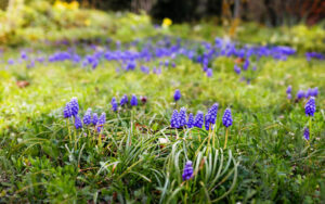 Frühling im Waldkindergarten